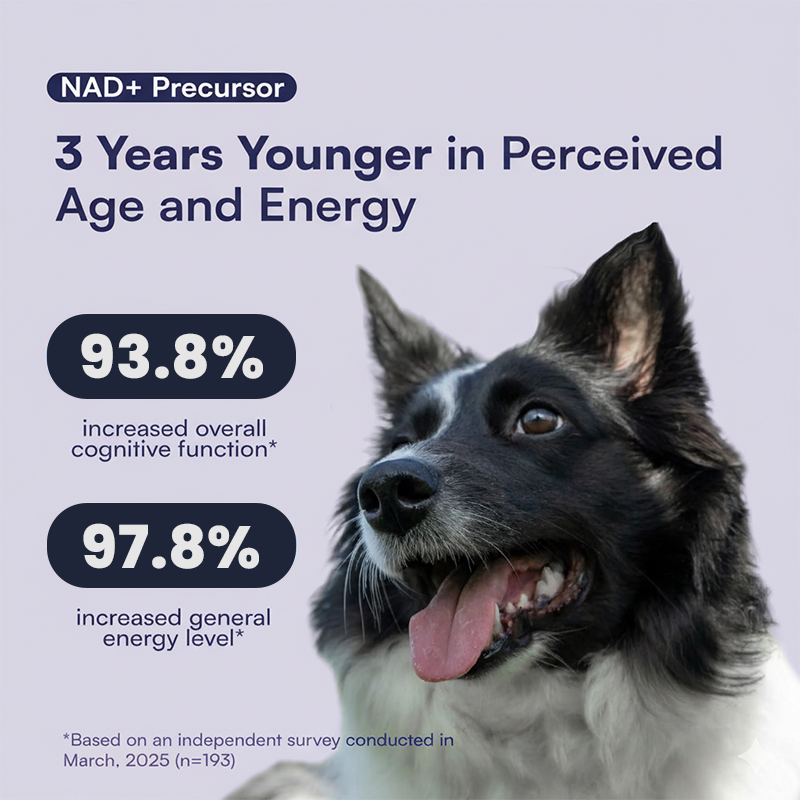 NAD+ Longevity & Healthy Aging Soft Chews for Dogs
