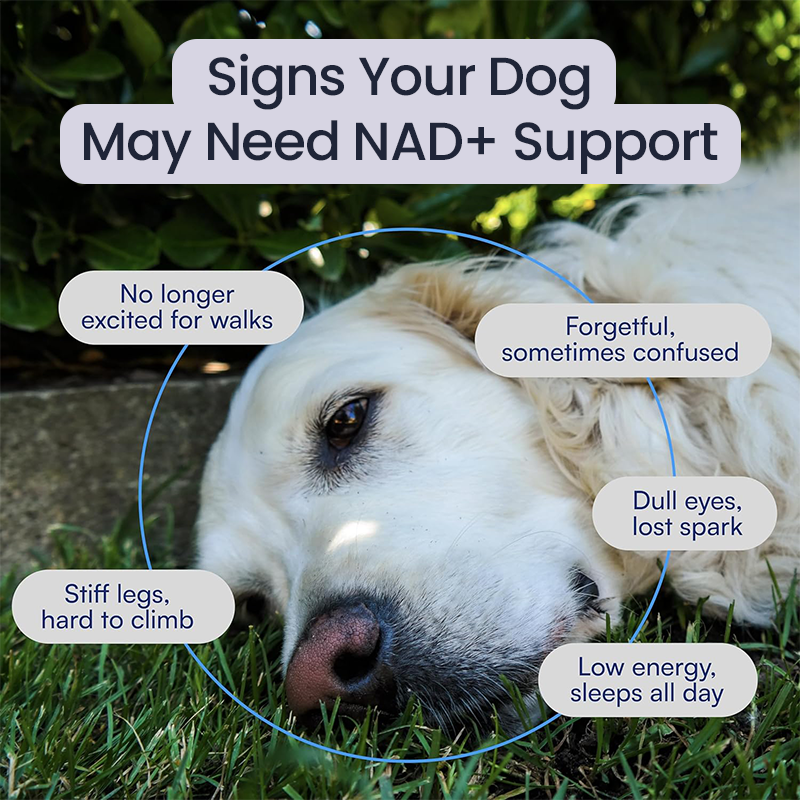 NAD+ Longevity & Healthy Aging Soft Chews for Dogs