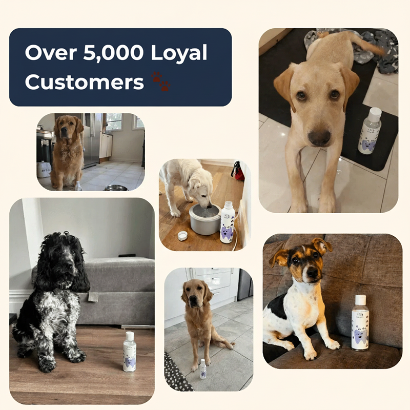 BiologyPets™ Dental+ Water For Dogs