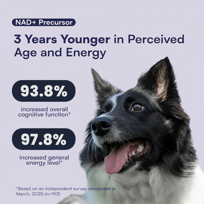 NAD+ Longevity & Healthy Aging Soft Chews for Dogs